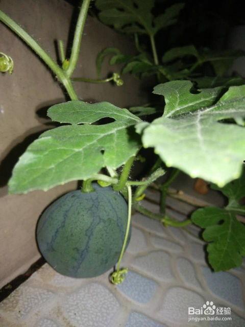 瓜可以吃籽嘛,能否食用与营养解析 第1张 瓜可以吃籽嘛,能否食用与营养解析 第1张