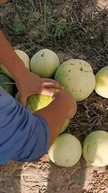 瓜可以吃籽嘛,能否食用与营养解析 第3张 瓜可以吃籽嘛,能否食用与营养解析 第3张