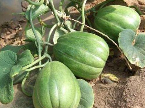 瓜都吃哪个部位,揭秘最受欢迎的瓜类食用部位  第1张