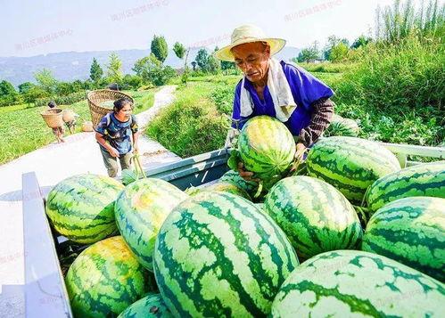吃福寿瓜就吐,吐出惊喜新体验 第1张 吃福寿瓜就吐,吐出惊喜新体验 第1张