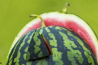 吃福寿瓜就吐,吐出惊喜新体验 第2张 吃福寿瓜就吐,吐出惊喜新体验 第2张