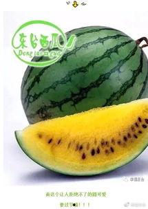 软件基地吃瓜集合,揭秘吃瓜群众的欢乐盛宴  第1张