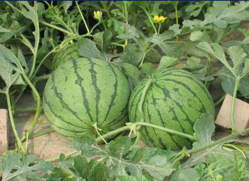 成都崇州吃瓜事件,一场网络热议背后的真相与反思  第1张