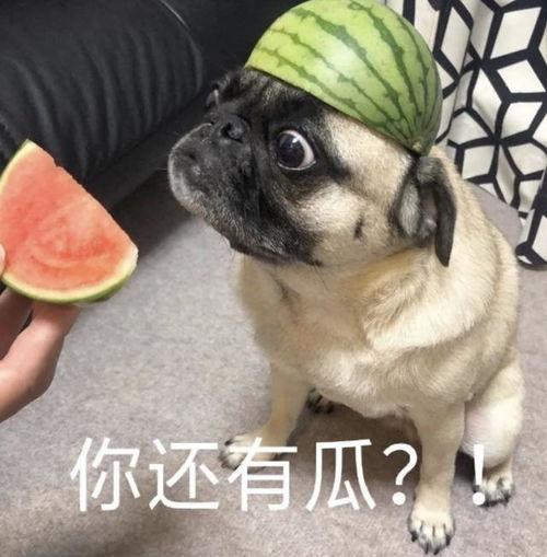 哈哈吃瓜表情包可爱,哈哈吃瓜表情包的可爱魅力  第3张