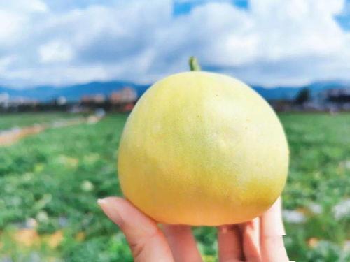 胡胡吃瓜,揭秘娱乐圈那些不为人知的幕后故事  第2张