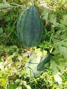 开始吃瓜组织,网络舆论场的新势力崛起 第3张 开始吃瓜组织,网络舆论场的新势力崛起 第3张