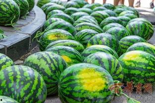 广艺大学吃瓜,揭秘校园里的那些事儿  第3张