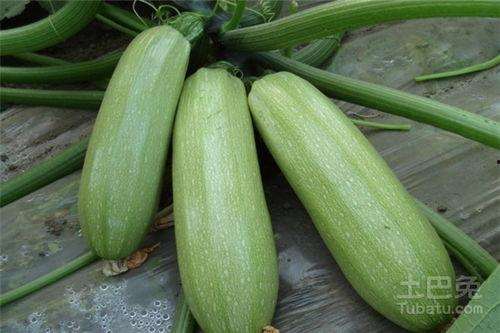 定州西杨村吃瓜,瓜香四溢的乡村生活画卷  第2张