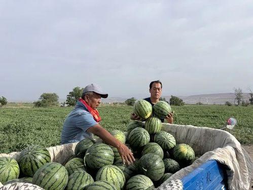 定州西杨村吃瓜,瓜香四溢的乡村生活画卷  第3张