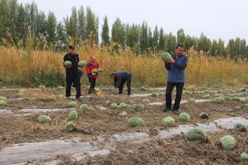 镇上吃瓜群众,揭秘本地新鲜事 第2张 镇上吃瓜群众,揭秘本地新鲜事 第2张
