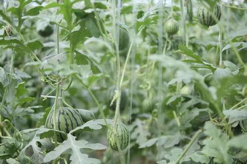 襄城县吃瓜  第2张