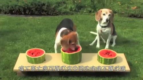 吃瓜只吃中间搞笑音乐,揭秘吃瓜群众的欢乐音乐之旅  第1张