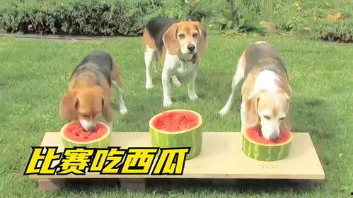 吃瓜只吃中间搞笑音乐,揭秘吃瓜群众的欢乐音乐之旅  第3张