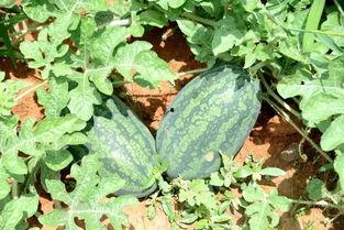 尼泊尔主播吃瓜  第3张