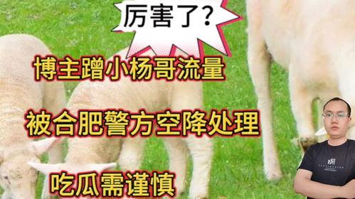 合肥吃瓜小杨哥,揭秘网络红人的魅力与争议  第3张