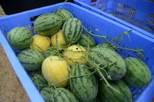 颜色吃瓜群,揭秘颜色吃瓜群的独特魅力  第2张