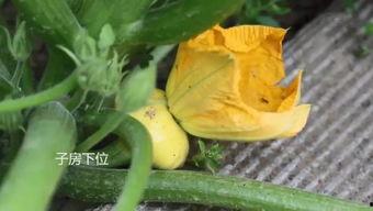 颜色吃瓜群,揭秘颜色吃瓜群的独特魅力  第3张