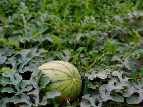 拉拉吃瓜,揭秘娱乐圈背后的甜蜜与苦涩  第2张