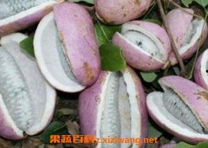 梦里吃八月瓜,八月瓜的奇幻之旅  第1张