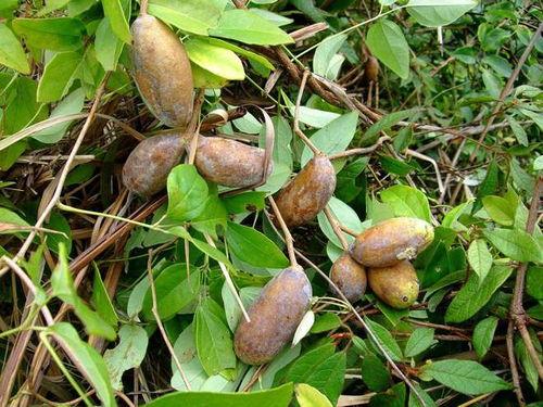 梦里吃八月瓜,八月瓜的奇幻之旅  第2张