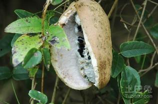 梦里吃八月瓜,八月瓜的奇幻之旅  第3张