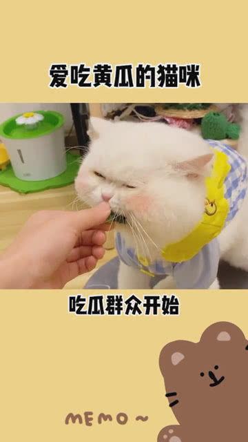 吃瓜群众开始种瓜,一场田园生活的奇妙转变  第1张