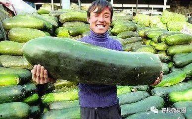 吃瓜群众与种瓜,吃瓜群众与种瓜者的智慧对决  第3张