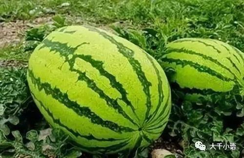 吃瓜郭昱麟西瓜,西瓜界的“瓜王”传奇  第1张